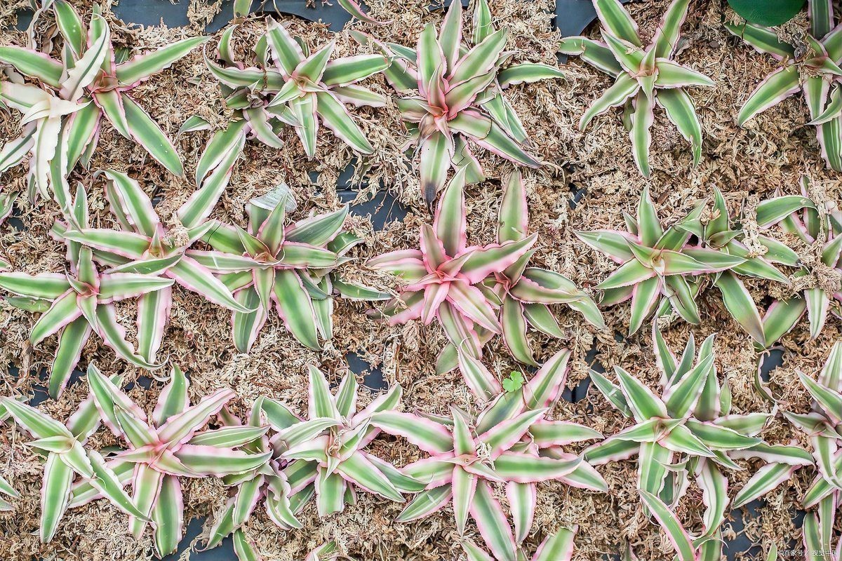 魚缸裝飾效果圖大全