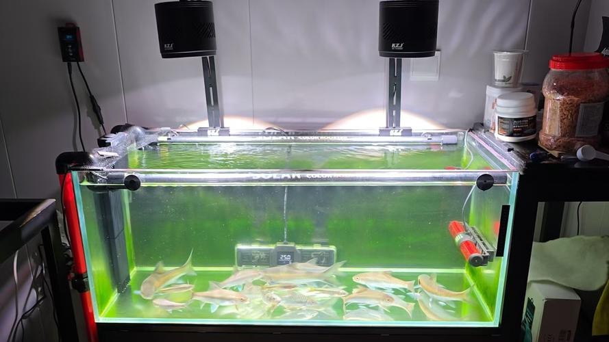 龍魚缸潛水燈正確擺放圖