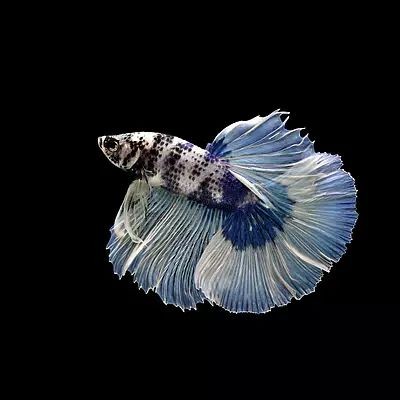 魚缸背景圖片大全超清星空圖，星空魚缸背景設(shè)計靈感魚缸星空主題diy教程