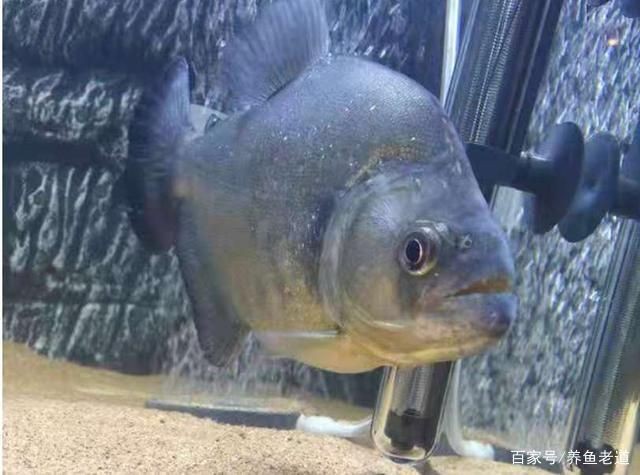 黑色魚缸觀賞金魚的飼養技巧與飼養技巧，黑色熱帶魚的飼養技巧：黑色熱帶魚的飼養技巧 黑色魚缸觀賞金魚的飼養技巧與飼養技巧，黑色熱帶魚的飼養技巧：黑色熱帶魚的飼養技巧 魚缸百科 第1張