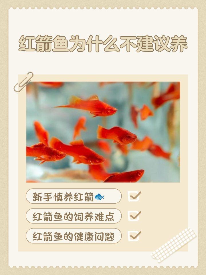 紅箭魚(yú)不能亂養(yǎng)的原因