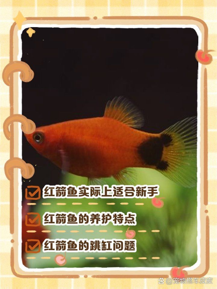 紅箭魚(yú)不能亂養(yǎng)的原因