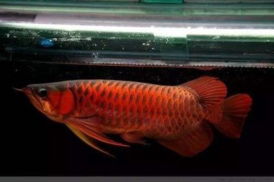 龍魚應該怎么養活的：龍魚的飼養方法及注意事項