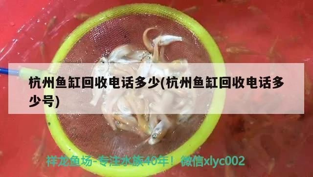 杭州紅龍魚回收電話是多少號碼(杭州紅龍魚回收電話) 龍魚百科 第3張 杭州紅龍魚回收電話是多少號碼(杭州紅龍魚回收電話) 杭州紅龍魚回收電話是多少號碼(杭州紅龍魚回收電話) 龍魚百科 第3張
