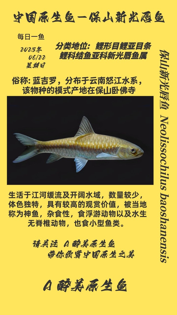 保山新光唇魚 保山新光唇魚 龍魚論壇