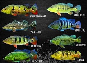 藍(lán)帆三間魚，藍(lán)帆三間魚的繁殖方法