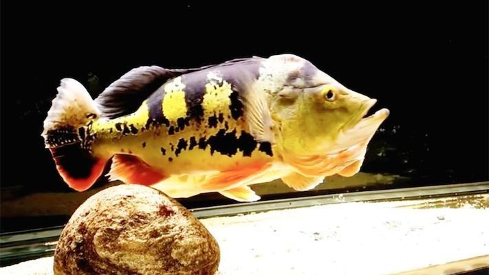 藍(lán)帆三間魚，藍(lán)帆三間魚的繁殖方法