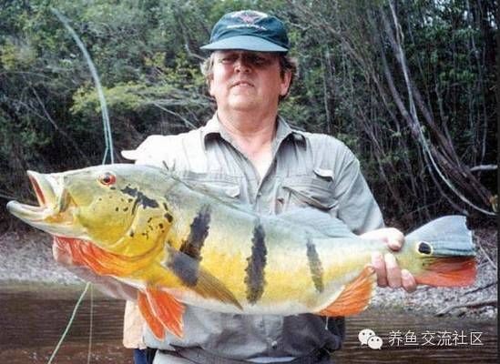 藍(lán)帆三間魚，藍(lán)帆三間魚的繁殖方法