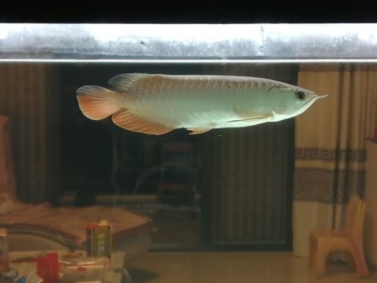藍(lán)帆三間魚，藍(lán)帆三間魚的繁殖方法
