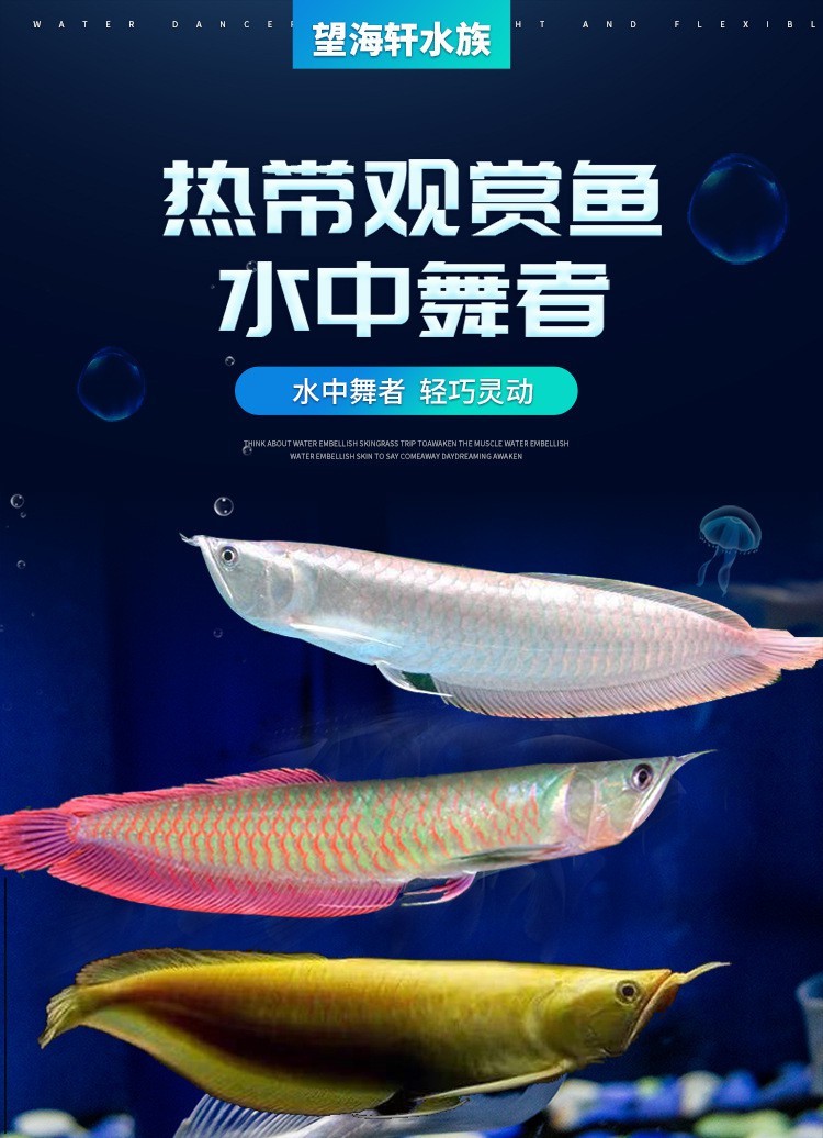 紅眼金龍魚的市場價格是多少？
