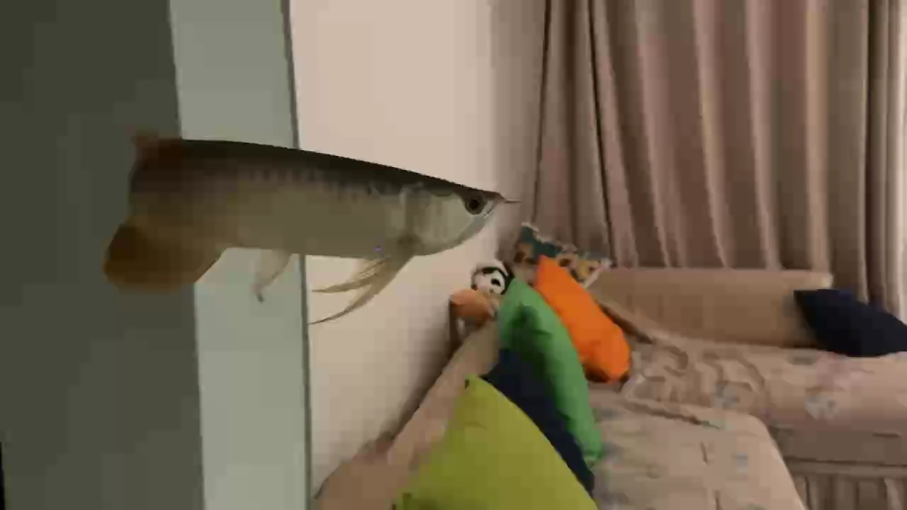 好魚(yú)看著就是舒坦