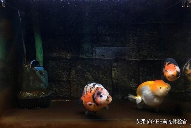 龍王信仰如何影響中國文學