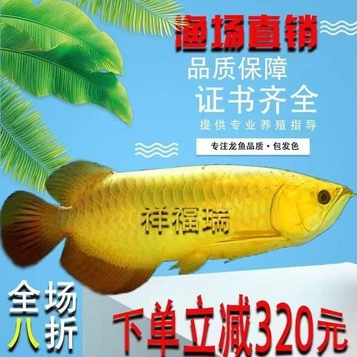 高背金龍魚發色過程圖片大全大圖