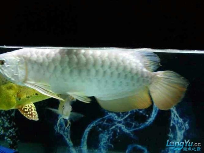 高背金龍魚發色過程圖片大全大圖