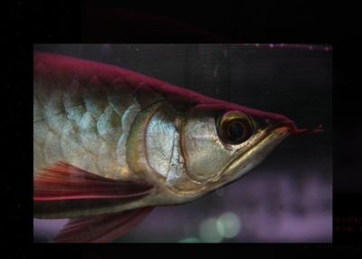 紅龍魚嘴唇發白：紅龍魚嘴唇發白可能是由多種因素引起的，紅龍魚嘴唇發白的原因