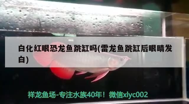 紅眼睛恐龍魚：紅眼恐龍魚的養殖注意事項，紅眼恐龍魚的飼養技巧