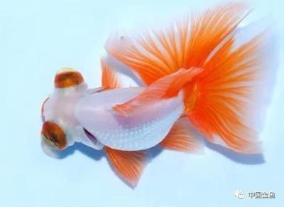 紅眼睛恐龍魚：紅眼恐龍魚的養殖注意事項，紅眼恐龍魚的飼養技巧