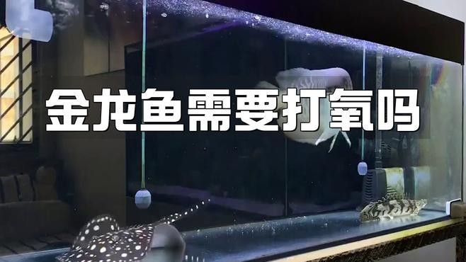 龍魚趴缸期間需要增氧嗎？