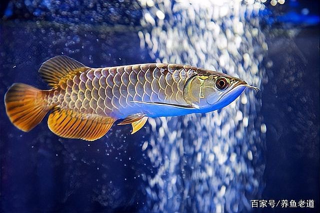 龍魚趴缸期間需要增氧嗎？