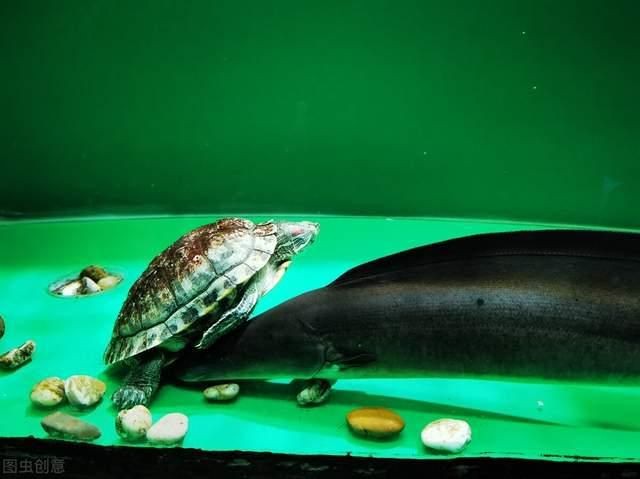 紅龍魚鱗片有黑斑還能吃嗎：紅龍魚鱗片上的黑斑還能吃嗎