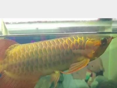龍魚浮頭是什么意思：關于龍魚浮頭的問題