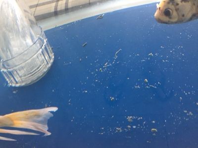 魚缸溢流區積魚屎怎么清理：底濾魚缸溢流區積魚屎怎么清理