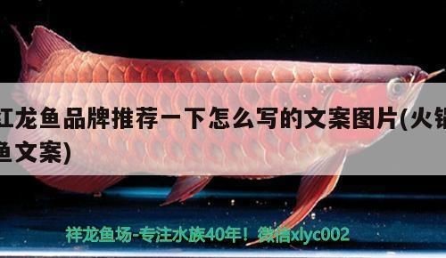 龍魚能與黑桃a混養嗎？：龍魚與黑桃a可以混養嗎