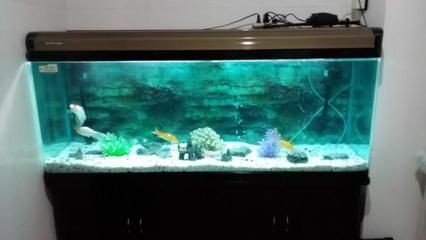廣州魚缸清洗服務公司：廣州地區有多家提供魚缸清洗服務的公司