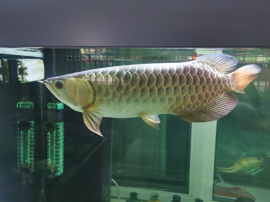 看魚[ciya]