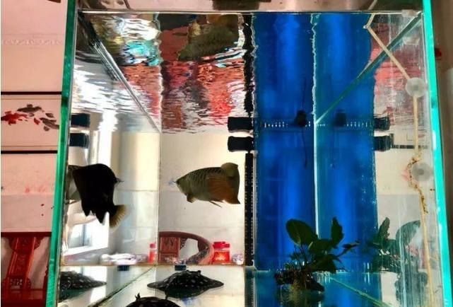 魚缸搭配魚：如何根據(jù)魚缸的尺寸、形狀和設(shè)計(jì)選擇適合的魚類