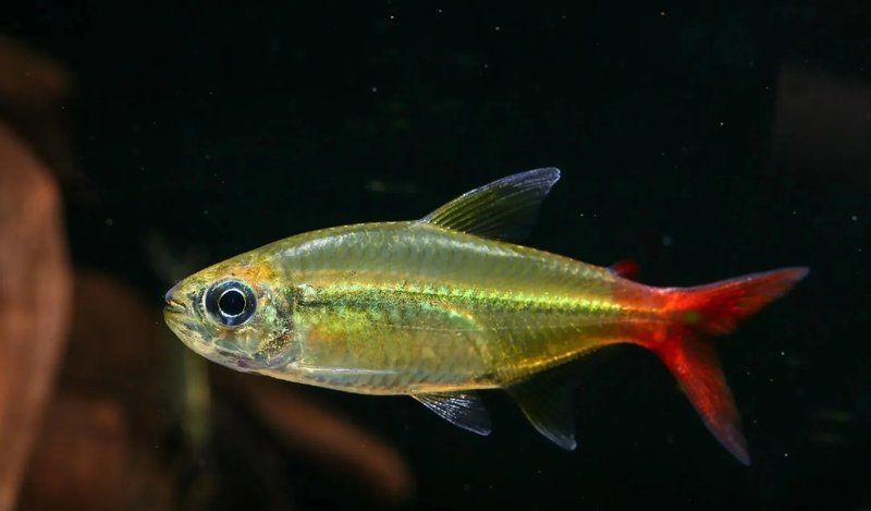 紅尾平克魚(yú)適合家庭養(yǎng)嗎