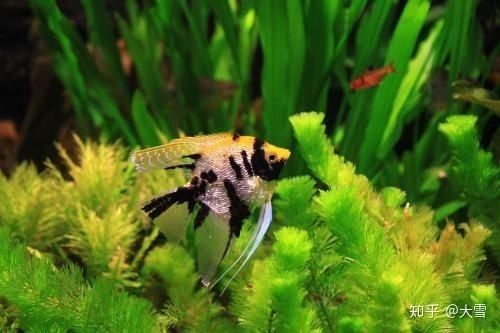 飛鳳魚怎么挑選最好的魚缸，飛鳳魚的飼養技巧至關重要：飛鳳魚怎么挑選最好的魚缸飼養技巧