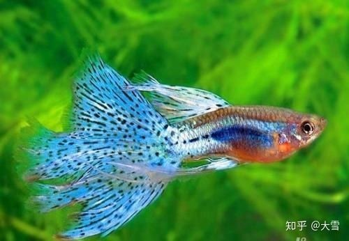 飛鳳魚怎么挑選最好的魚缸，飛鳳魚的飼養技巧至關重要：飛鳳魚怎么挑選最好的魚缸飼養技巧