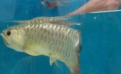 龍魚看到食物但不吃食是否會(huì)致命：龍魚看到食物但不吃會(huì)死嗎