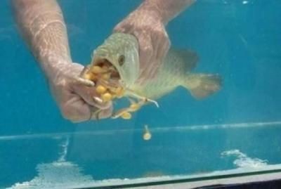龍魚看到食物但不吃食是否會(huì)致命：龍魚看到食物但不吃會(huì)死嗎