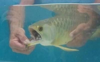 龍魚看到食物但不吃食是否會(huì)致命：龍魚看到食物但不吃會(huì)死嗎