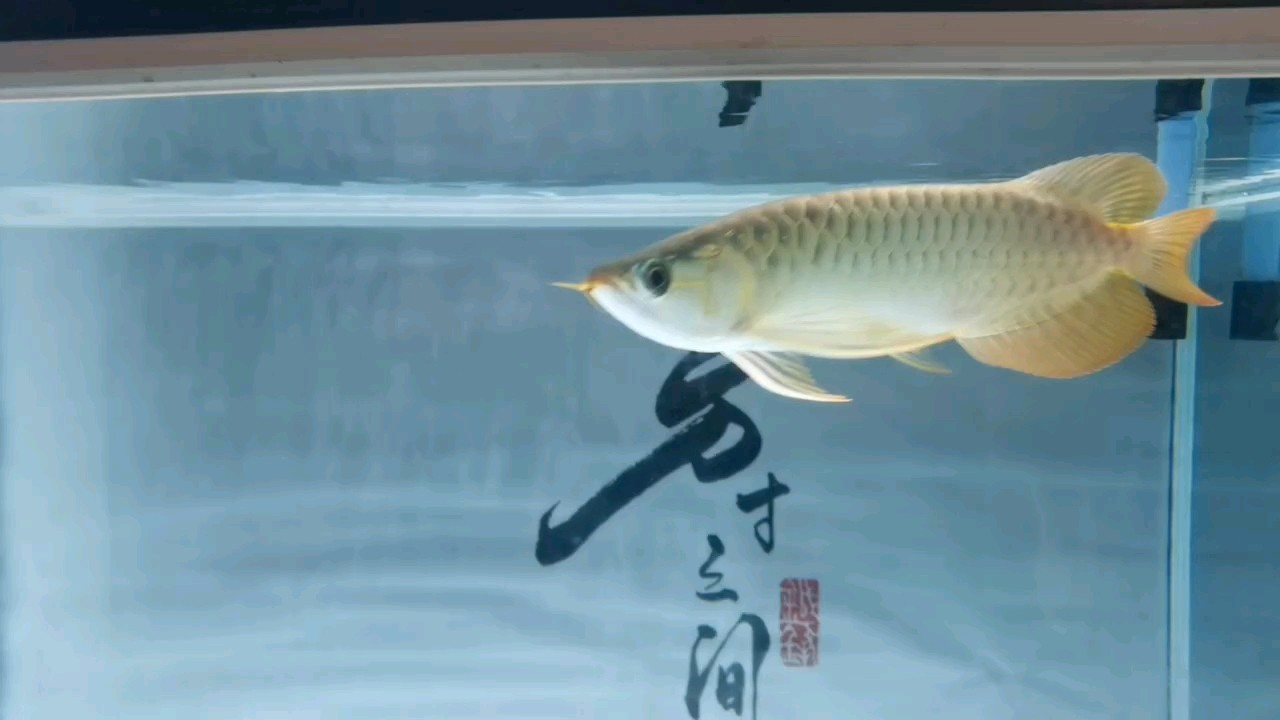 入缸一個月了