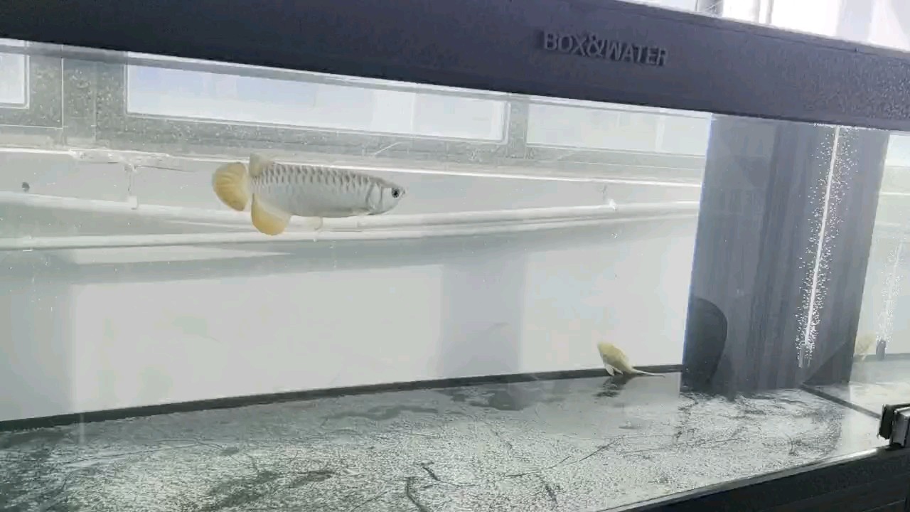 炮頭小金