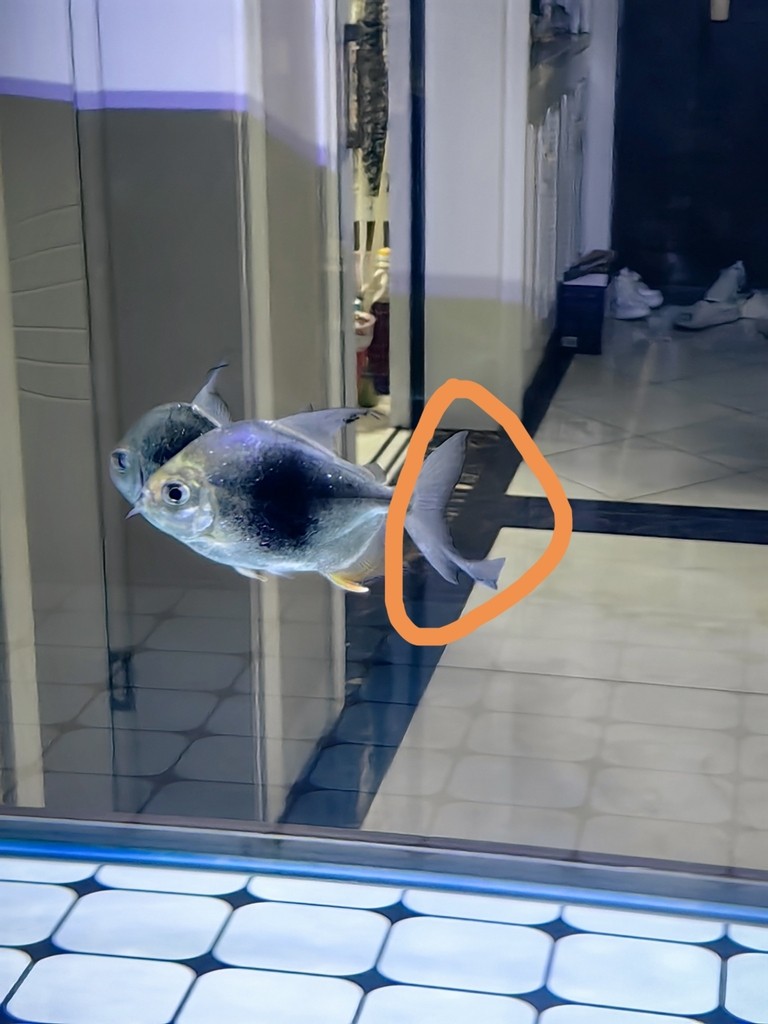 如何辨別龍魚的年齡和生長速度，如何判斷龍魚的年齡和生長速度，準確判斷龍魚的年齡