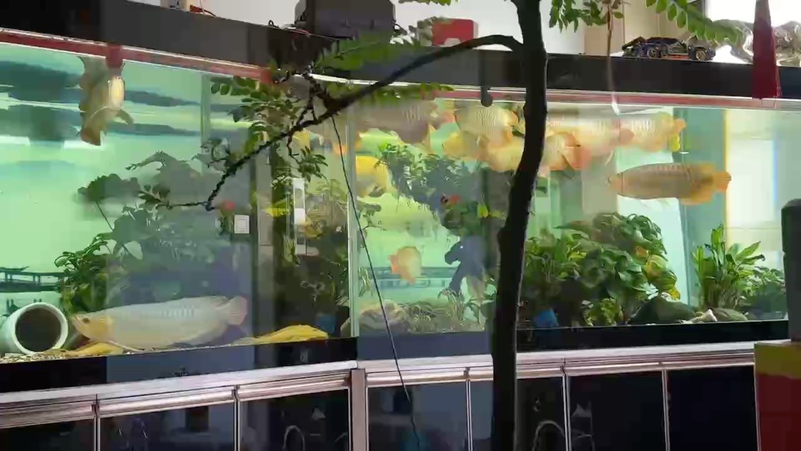 水溫32.5度，龍魚將就將就吧，紅是不可能的了，夏天長身體，冬天再發(fā)色。 水溫32.5度，龍魚將就將就吧，紅是不可能的了，夏天長身體，冬天再發(fā)色。 龍魚論壇