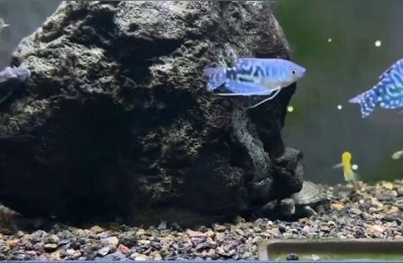 崇川區海豹水族寵物店