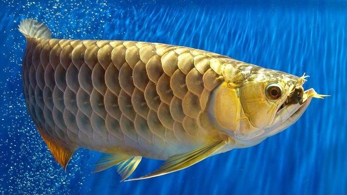 巴彥淖爾市臨河區(qū)浩淼水族館（臨河浩彤水上樂園圖片）
