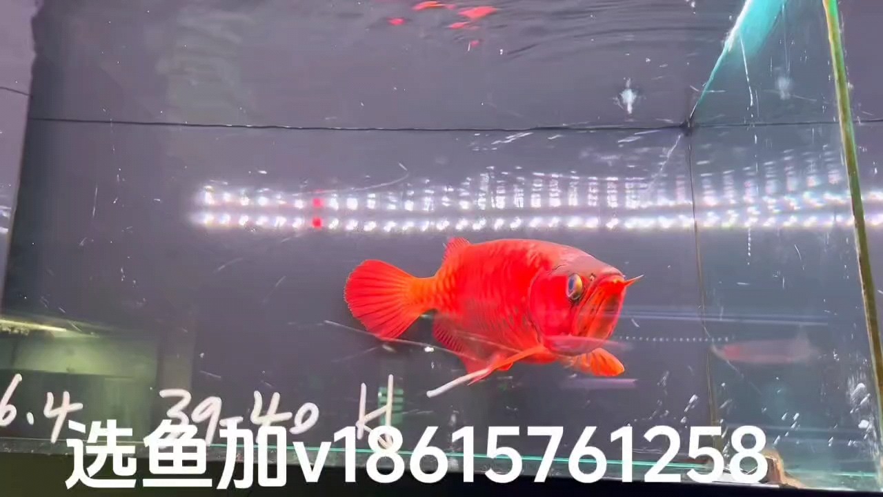 誰能幫我看看這條魚能值多少錢？