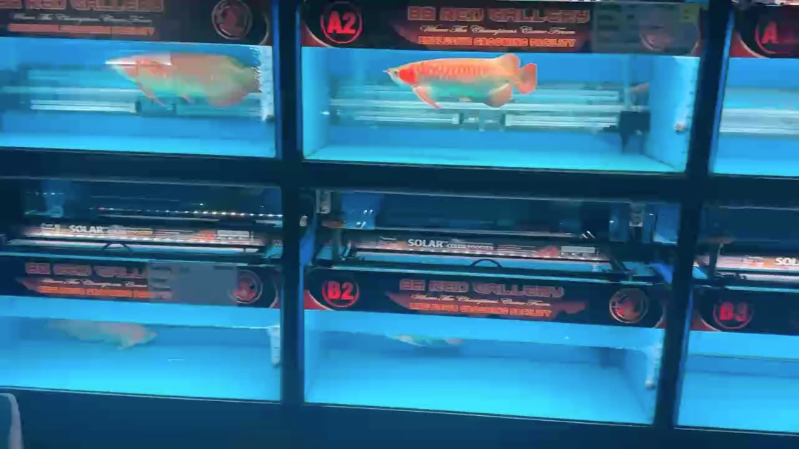 印尼龍魚世界 印尼龍魚世界 龍魚論壇