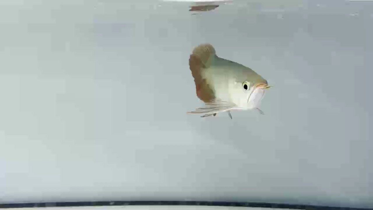 全品大鰭大尾，非常值得培養(yǎng)的一條魚