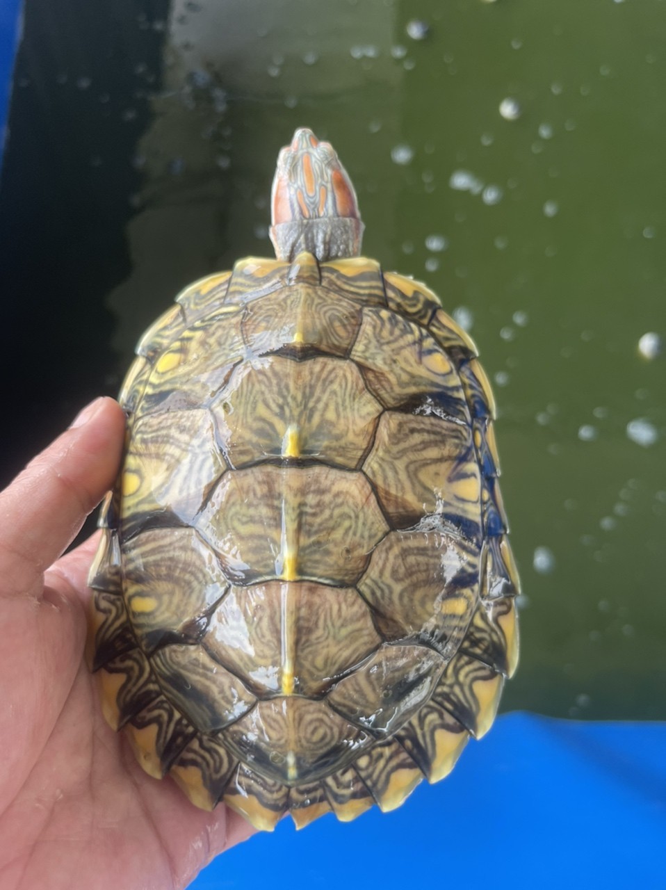 變異巴西龜 變異巴西龜 龍魚論壇 第3張