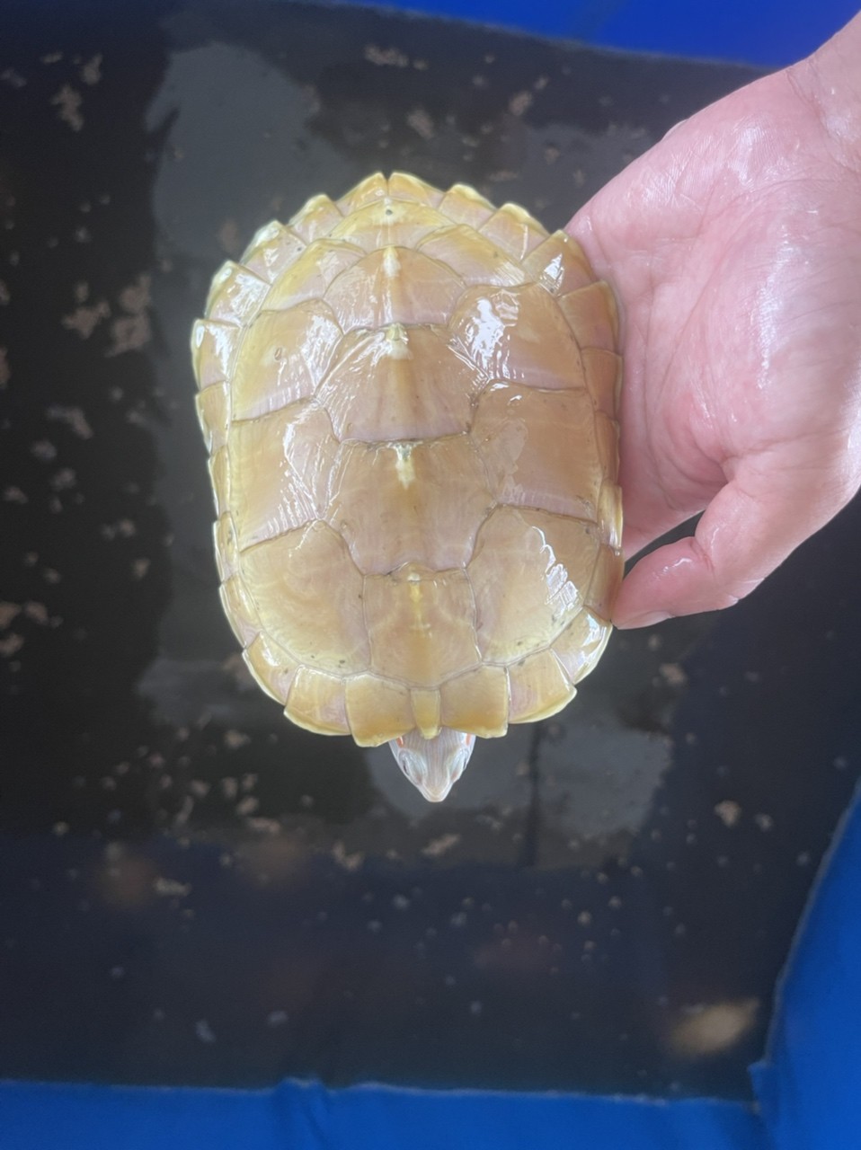 變異巴西龜 變異巴西龜 龍魚論壇 第4張