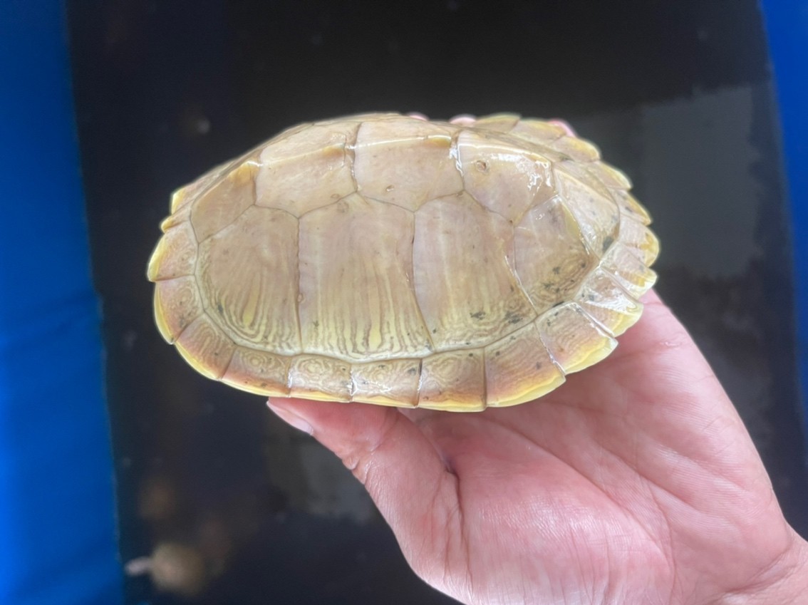 變異巴西龜 變異巴西龜 龍魚論壇 第5張