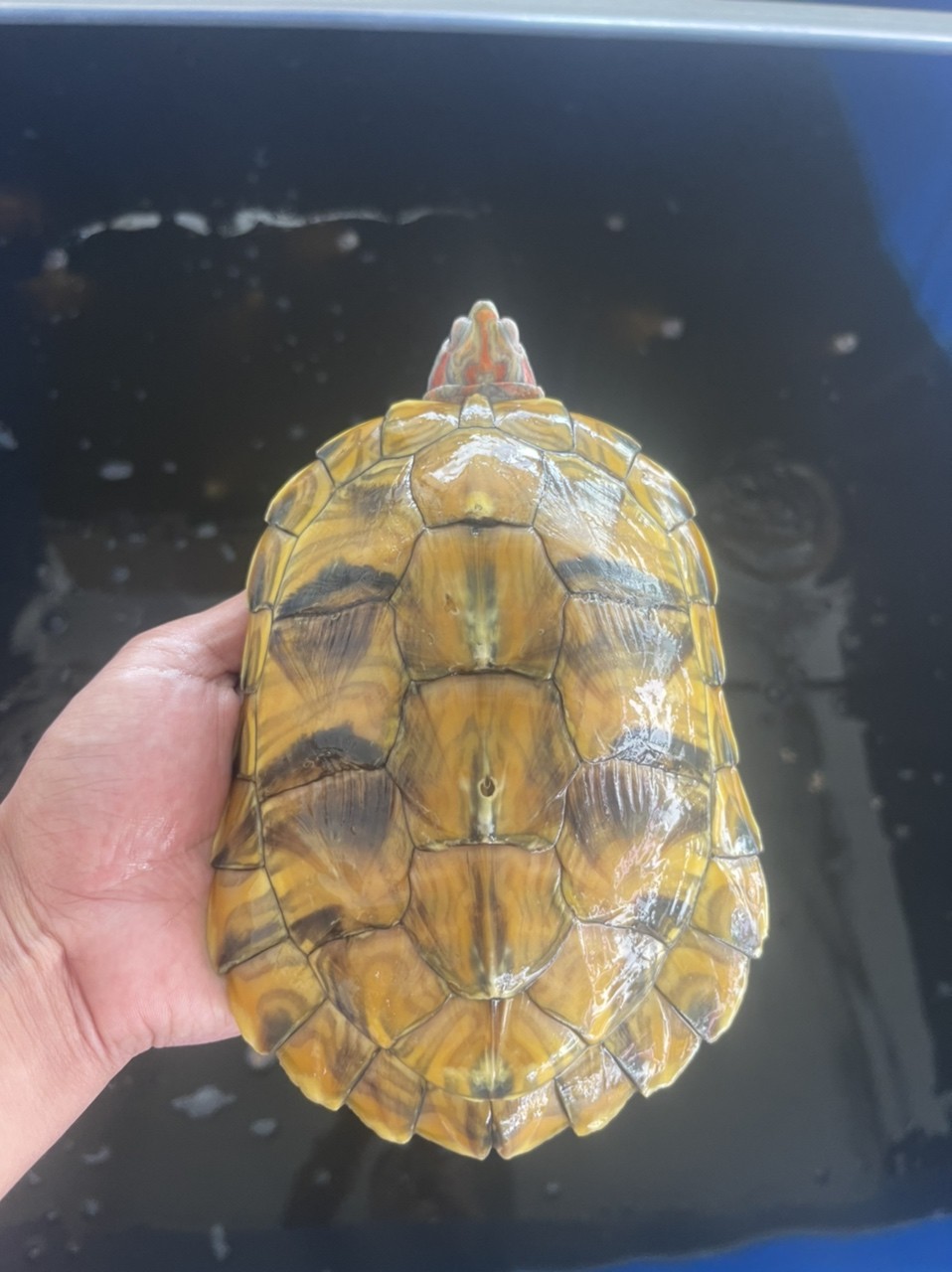 變異巴西龜 變異巴西龜 龍魚論壇 第7張