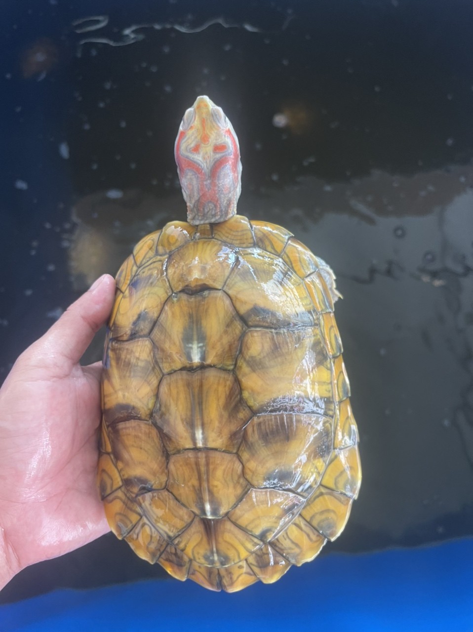 變異巴西